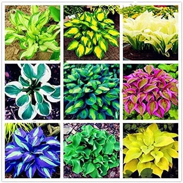 1500 pcs hosta Mix Plant Seeds