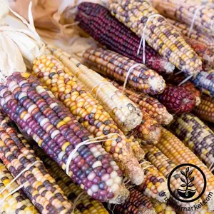 Corn Seeds - Ornamental - Carousel