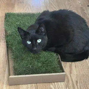 Kitty Lawn Real Grass Cat Window Perch – Natural Indoor Lounger for Cats | Your Cat’s Backyard in a Box - 24x9 Inch - USA Grown