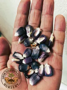 Open Pollinated,Heirloom Mexican Blue Corn, Semilla de Maiz Azul 50 Non GMO Seeds