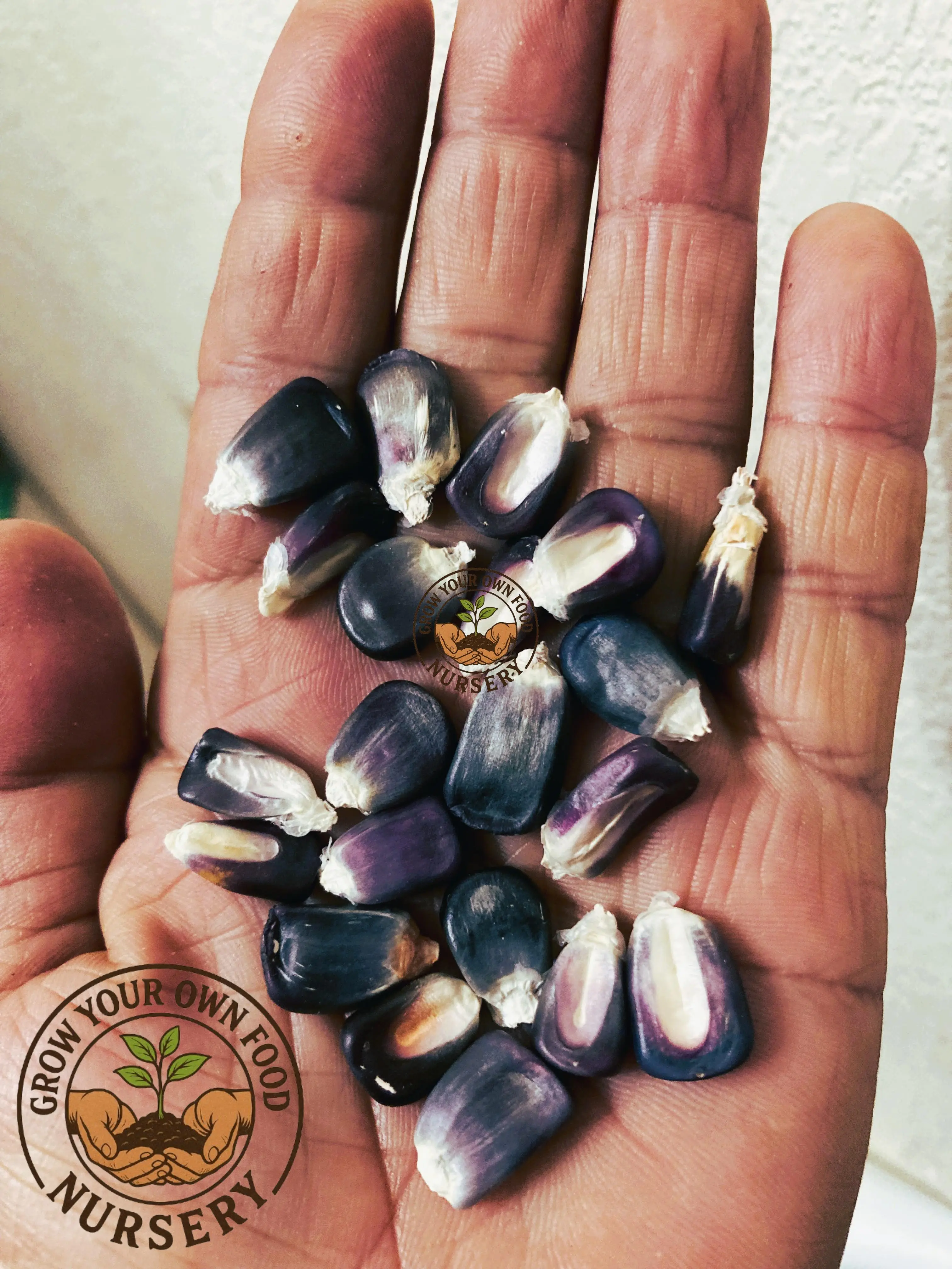 Mexican Blue Corn Vegetable Plant Seeds - 50 Open-Pollinated, Heirloom, Non-GMO Seeds for Garden Use (Semilla de Maiz Azul), Vegetable Seeds