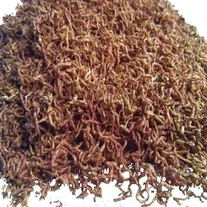Freeze-Dried Bloodworms – High-Protein Natural Fish Food, Ideal for Tropical Fish, Betta, and Aquatic Pets, Premium Quality