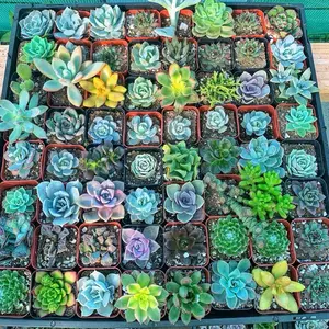 Bulk Succulents | 64 Baby Plants | 2”