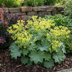Thriller Lady's Mantle