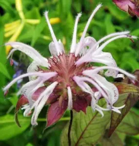 20 Monarda bradburiana seeds | Horsemint | Bradbury's Beebalm