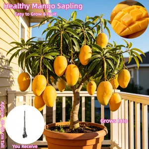 16-20” Live Grafted Nam Doc Mai Mango Tree Seedling Sweet Exotic Tropical Fruit Plant Fast Fruit Producing Organic Potted for Indoor Outdoor Patio Home Garden