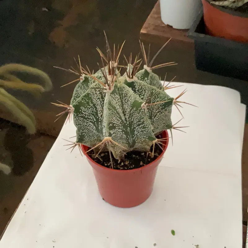 Astro Ornata 3.25”