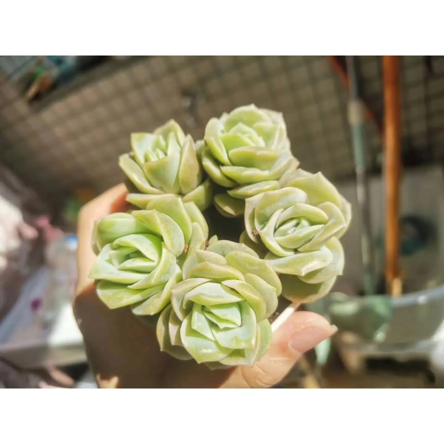 2"Live Succulent (Echeveria Lovely rose)