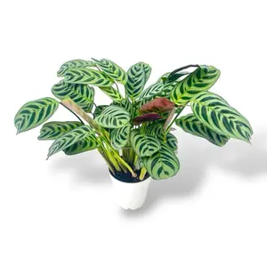 Fishbone Prayer Plant 4inch Pot, Pet Safe House Plant, Prayer Plant