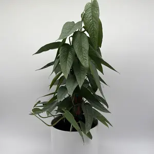 Xl Cebu Blue Pothos Totem Pole 6" pot Plant - Easy to Care For, Beautiful Green Leaves, Purifies Air, Houseplant, United States Origin