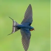 Swallows storge shop logo