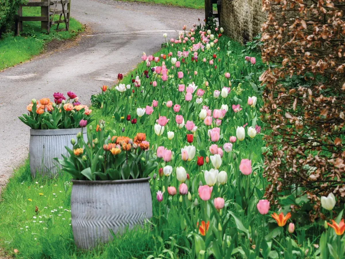 Mixed Color Perennial Tulip Bulbs - Easy-to-Grow Garden Supplies for Outdoor Spaces, Patio and Indoor Planting