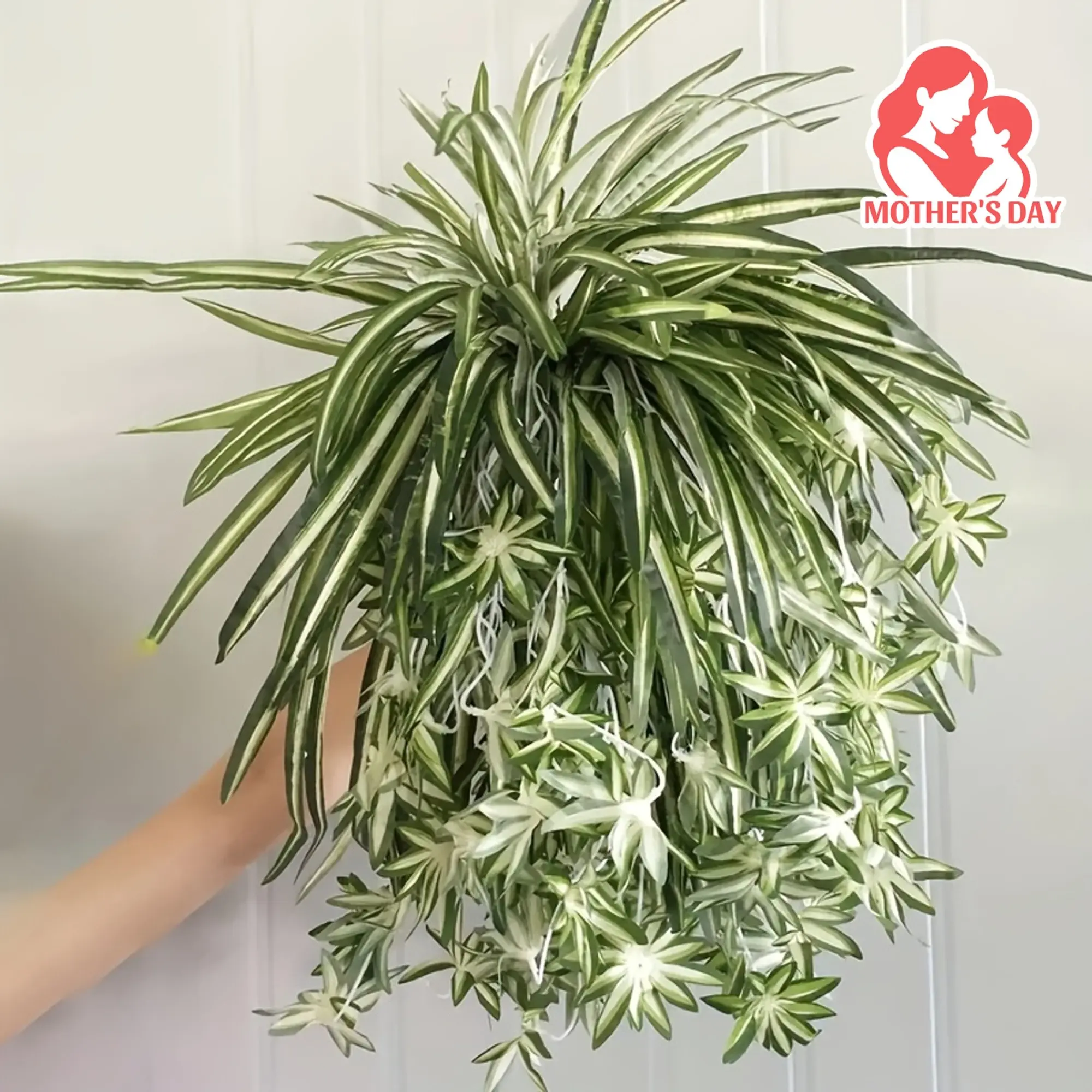 succulent for sale Echeveria purpusorum 4