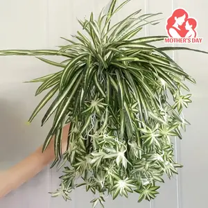 Artificial Edge Spider Plant Vine, Plastic Hanging Fake Greenery, Outdoor & Home Decor, No Power Needed, Perfect for Holidays, House Plants Decor