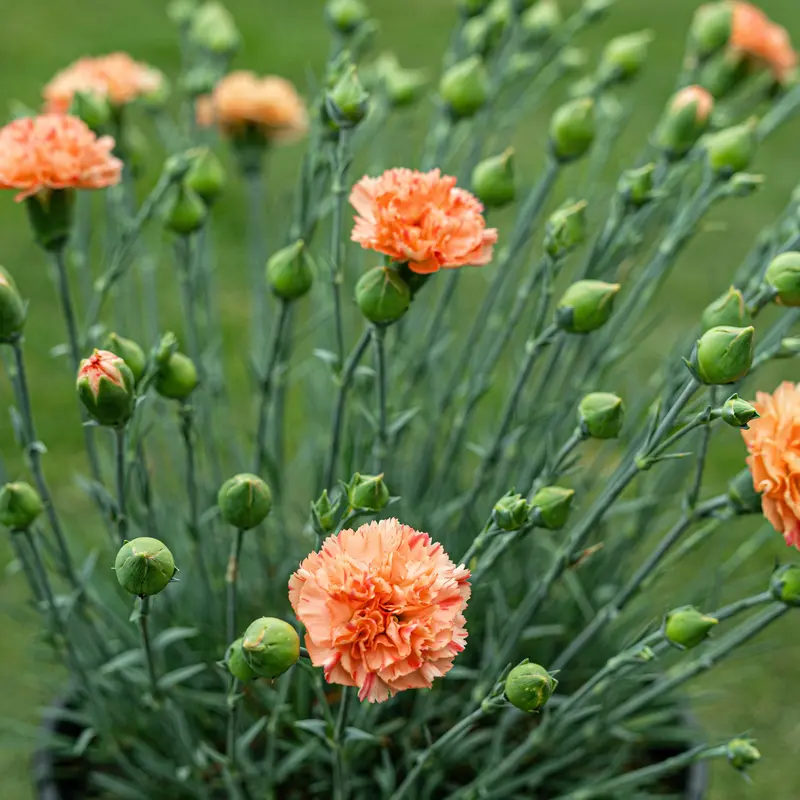 Dianthus Scent First® 'Orange Sparkler' ~ Trio of Hefty Plants for Preorder