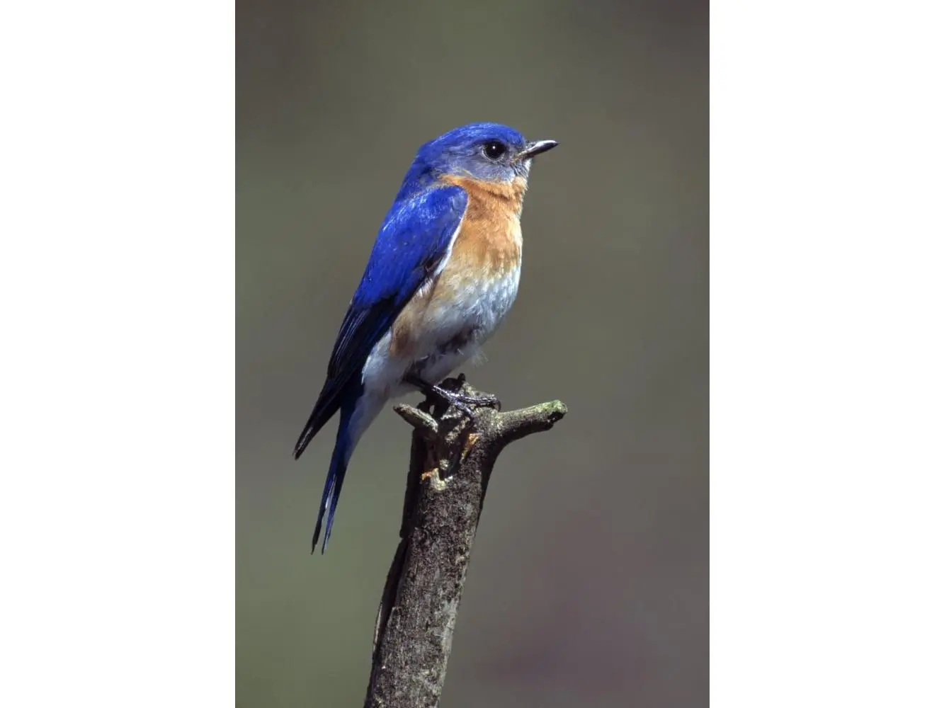 Posterazzi Eastern Bluebird Poster Print by Natural Selection Bill Byrne, 12x18 in, Home Decor, Room Decor, Ideal Gift (DPI1787833)