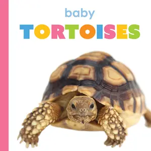 Baby Tortoises Baby Tortoises