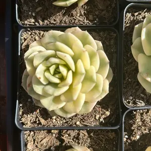 Echeveria ''Nicksana" Variegated Single Head (around 3'') - Bare Root Succulents - Terra Tales