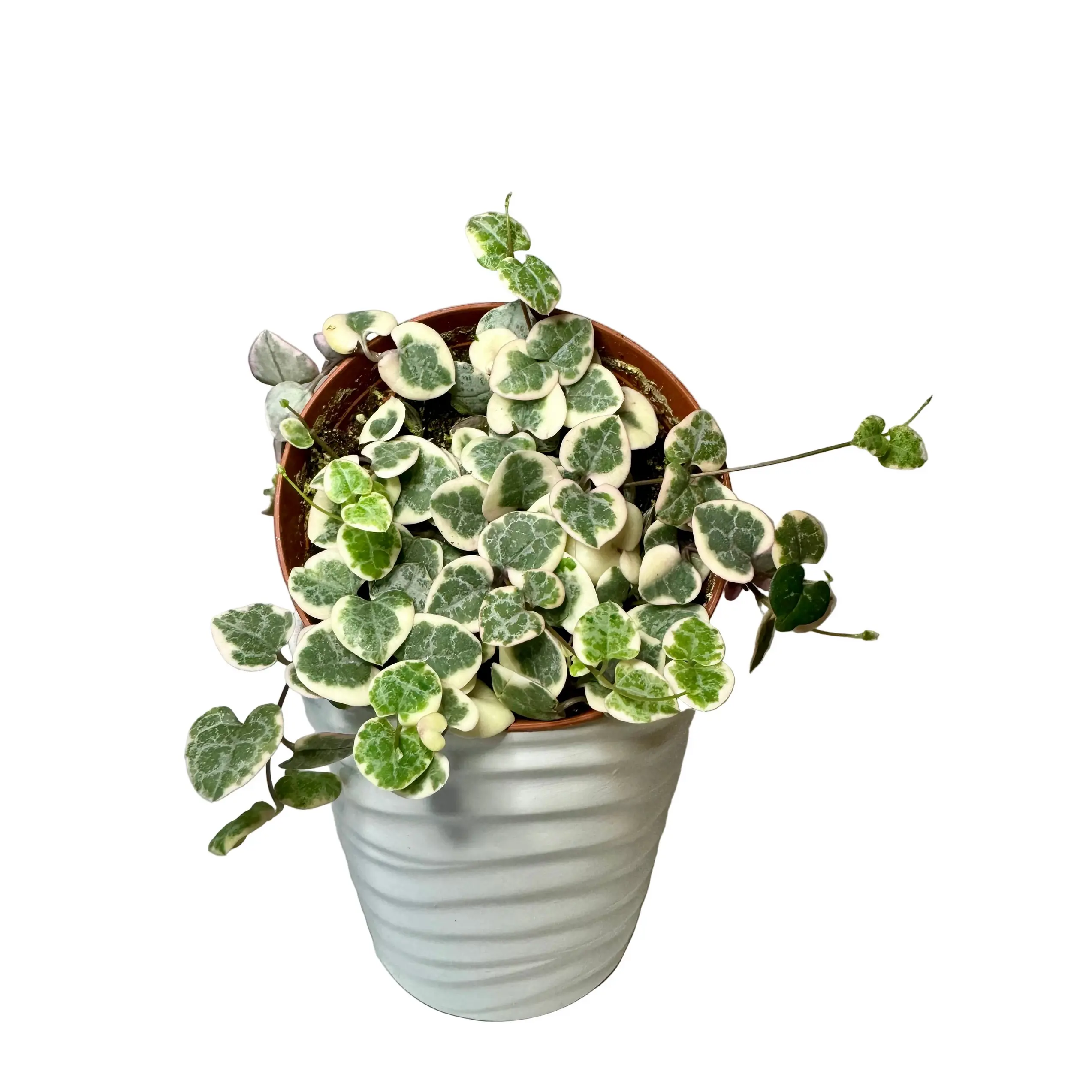 4" String of Hearts Variegated