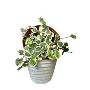 4" String of Hearts Variegated