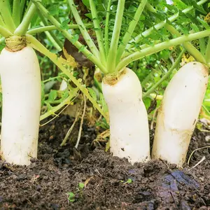 TomorrowSeeds - Daikon Radish Seeds -  Japanese Winter White Carrot Korean Mu Mooli Oriental Chinese Lo Luobo Asian Vegetable Seed 2024 Season