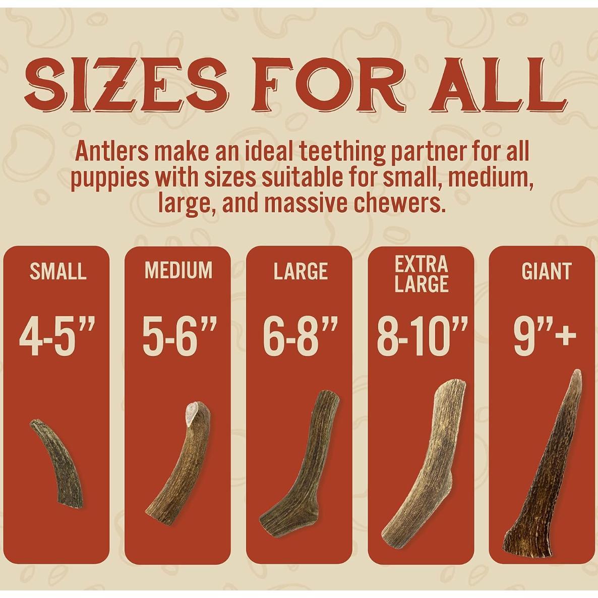 Heartland Antlers Medium Whole Elk Antler Dog Chew | 5–6" | 2–2.5 oz | Natural & Durable | For Moderate Chewers | USA Made Heartland Antlers Medium Whole Elk Antler Dog Chew | 5–6" | 2–2.5 oz | Natural & Durable | For Moderate Chewers | USA Made