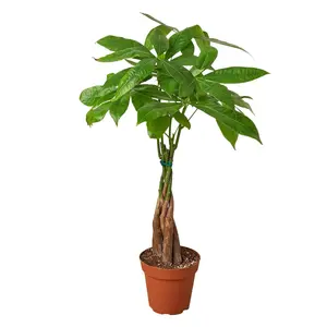 212 MAIN 4-in. Pot Pachira Braid Money Tree (Guiana Chestnut, Pachira Aquatica) - Low Maintenance Indoor House Plant, Ideal Housewarming Gift for Positive Energy