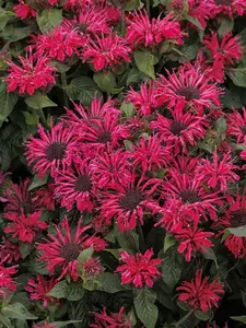 Monarda ‘Pocahontas Red Rose’ Live Plant - Aromatic And Beautiful Bee Balm