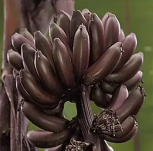 Dwarf Red banana - Edible Red Banana - Sumatrana "X" Cross Red Bananas!!