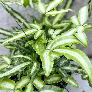 Ribbon Fern in a 4” Pot Live Houseplants