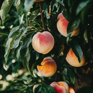 3 White Peach Trees 2-3ft tall now live fruit trees