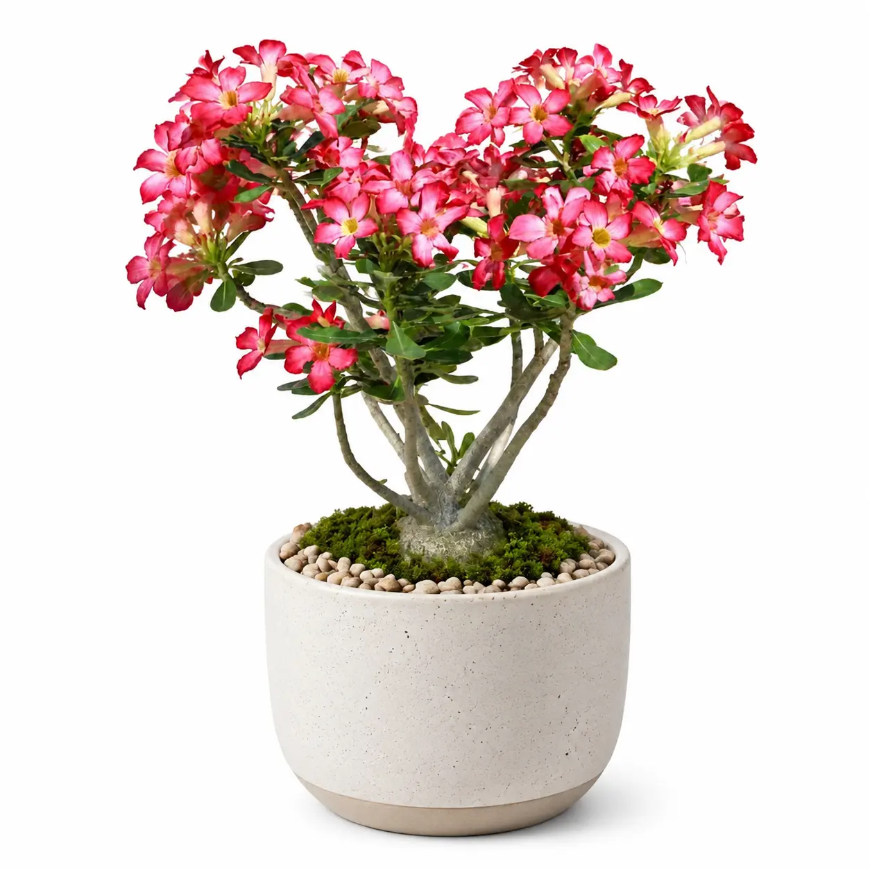 Live Desert Rose (Adenium Obesum) Plant, Rare Flowering Succulent Bonsai, Low-Maintenance Indoor/Outdoor Houseplant for Beginners & Busy Plant Parents, Drought-Tolerant Home & Patio Decor