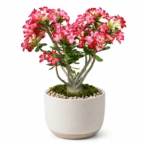Live Desert Rose Plant (Adenium), Rare Flowering Succulent Bonsai, Low Maintenance Indoor/Outdoor Houseplant, Drought Tolerant Home Decor