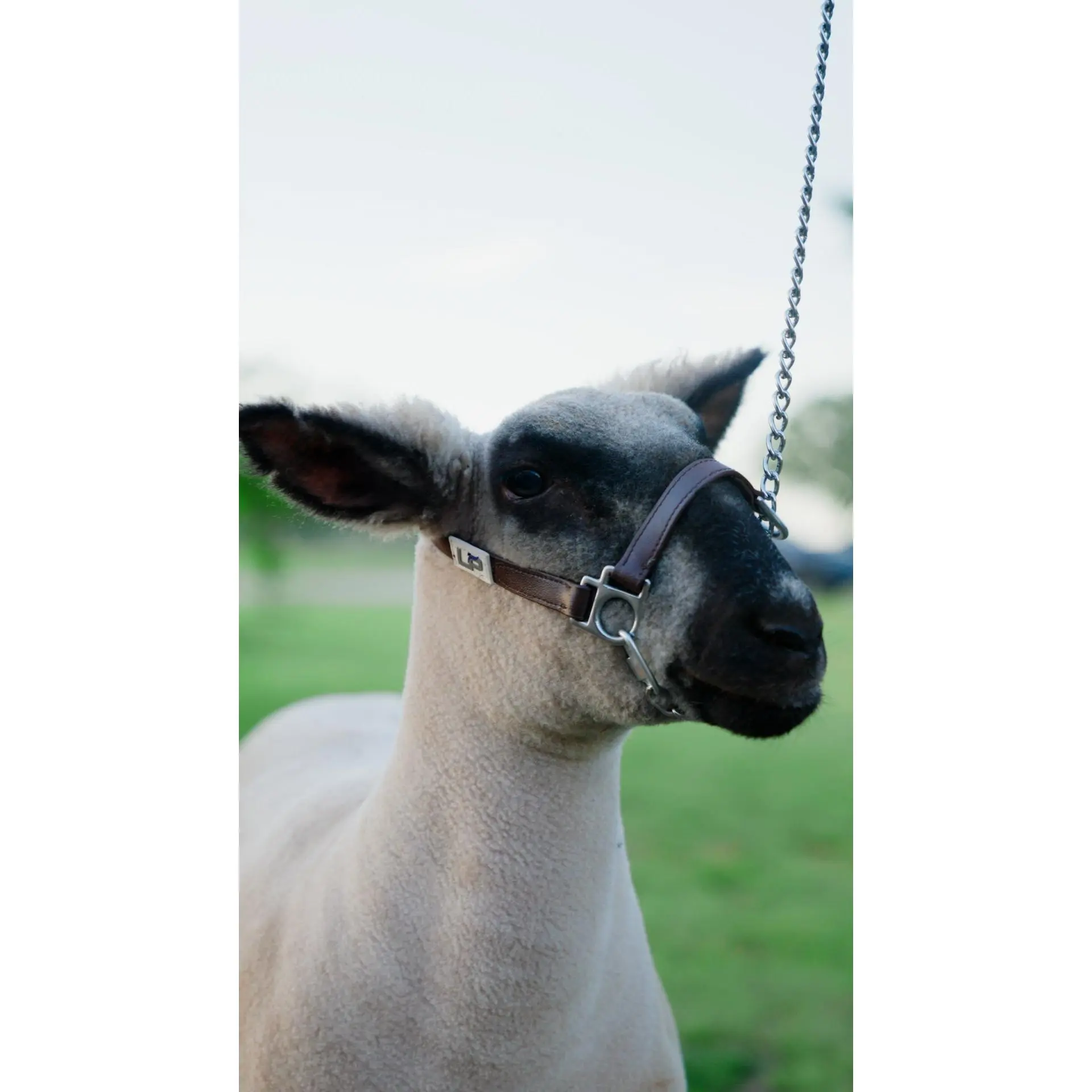 Biothane Chain Halter for lambs and goats Biothane Chain Halter for lambs and goats
