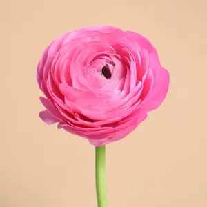 Amandine Pink Ranubculus Corms (10)