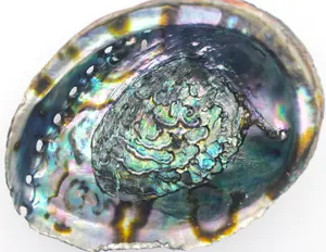 Abalone Shell