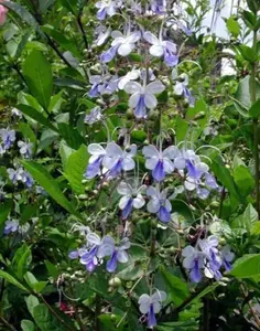 Blue Clerodendrum Wings Ugandense Plant - Blue Butterfly Bush Aka Blue Wings Rooted Starter Plant
