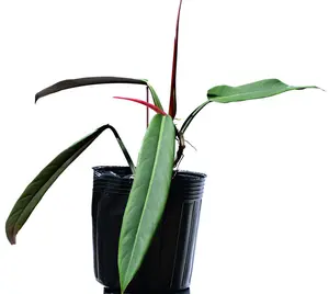 Philodendron bicolor