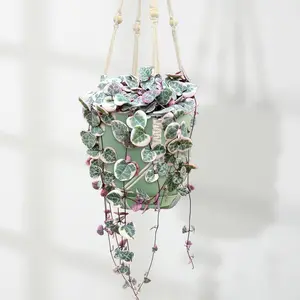 Variegated String of Hearts 'Ceropegia Woodii Variegata'