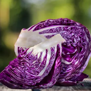 Heirloom Mammoth Red Rock Cabbage Seeds - Organic and Regenerative Gardening Seeds
