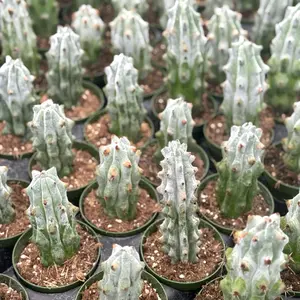 Ghost White Boobie Cactus in 4” Pot Live Houseplants