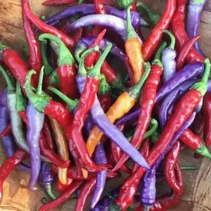 BVENA MULATO Pepper (Seeds) ORNAMENTAL Edible, PERENNIAL