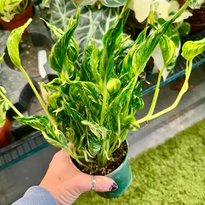 Epipremnum Shangri La aureum - 4" pot