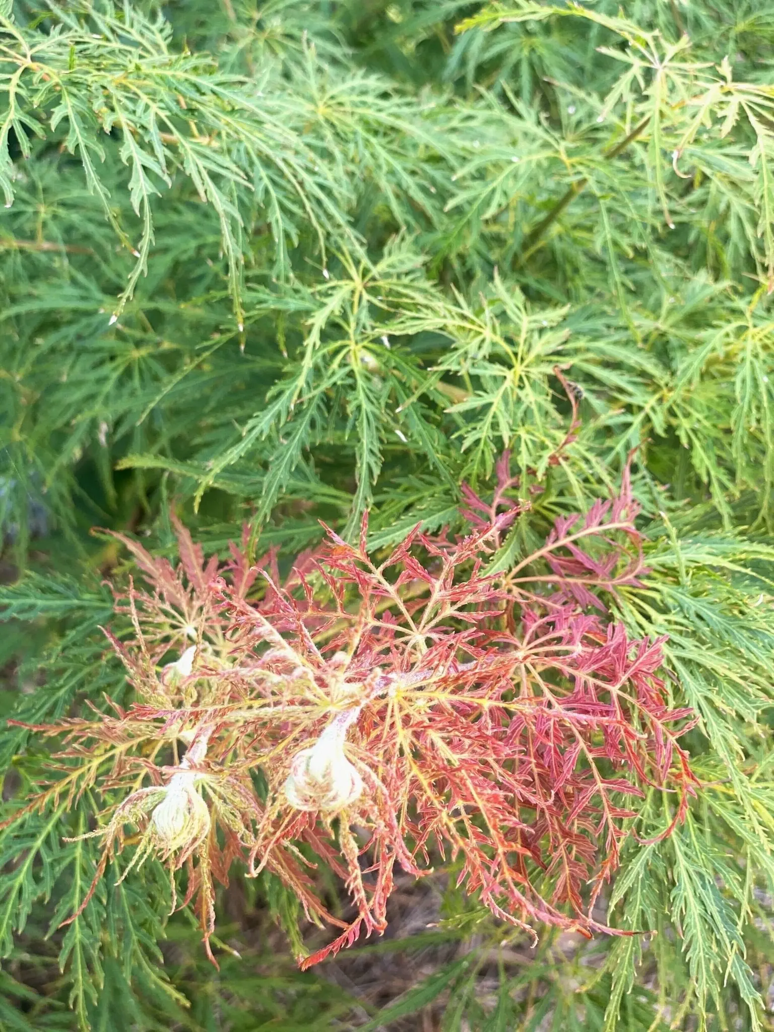 Acer palmatum 'Dr. Brown' Dwarf Japanese Maple