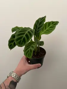 Calathea Zebrina