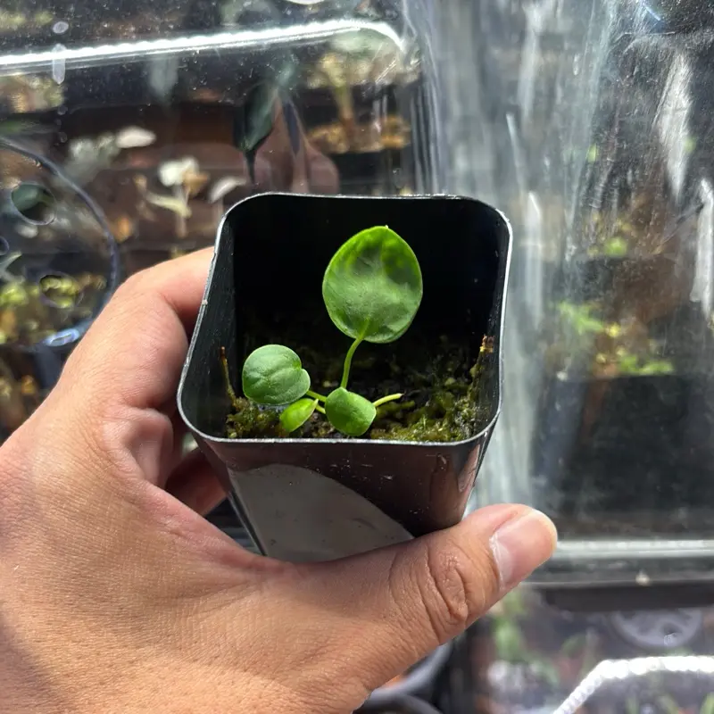 Anthurium Warocquanum starter House Plant, New Growth-Focused, tissue cultured in USA.