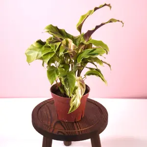 Calathea “Yellow Fusion” - 4” Pot