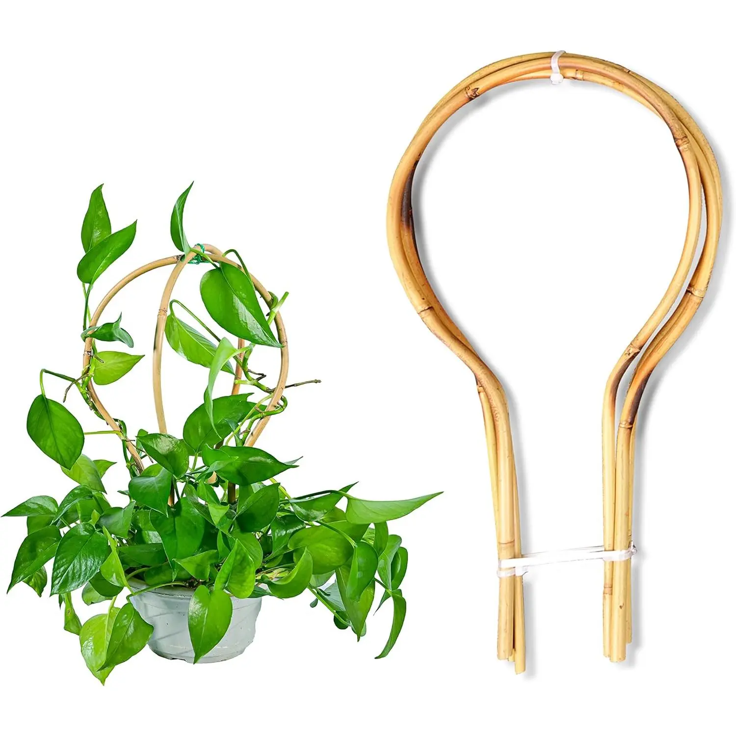 Trellis 15 in Loop - Shaped for Potted Climbing , Round  Trellis Small Trellis for  Hoya  Ivy  Monstera Cucumber and Fruits - 3 Pack