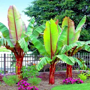 Red Abyssinian Banana Seeds (Ensete ventricosum) – Rare False Banana Tree, Exotic Tropical Plant