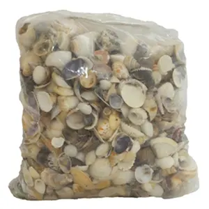 212 MAIN U.S. Shell 08007 Natural Small World Mix Seashells - 5 lbs, Hand Washed, Nautical Theme Home & House Decor